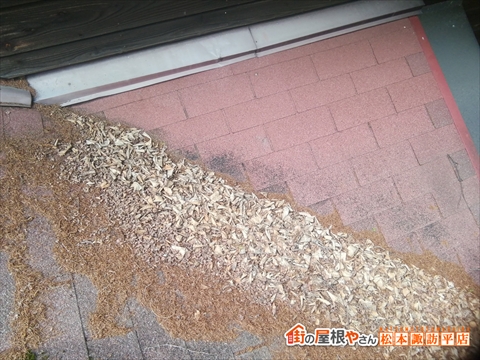 茅野市蓼科高原別荘アスファルトシングル屋根現地調査　広葉樹落ち葉がたまってしまっている谷部分